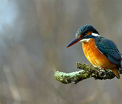 Feel Good In Nature Kingfisher Feel Good In Nature Kingfisher